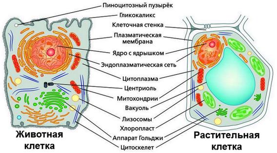 Многоклеточный организм — Википедия