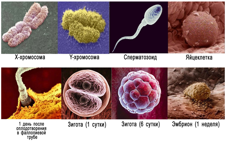 Количество Спермы Зависит