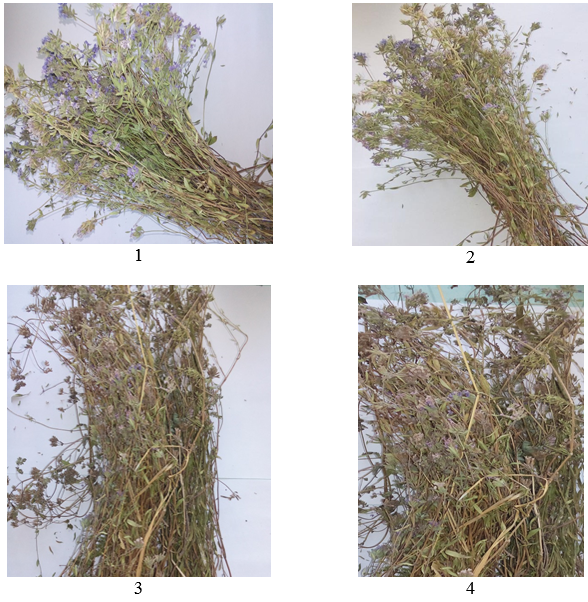 Исследование лекарственного растения Зизифора (Ziziphora) как объекта сушки