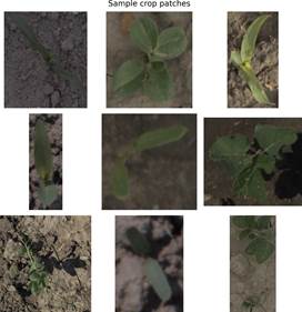 Изображение выглядит как растение, на открытом воздухе, мозаика

Автоматически созданное описание