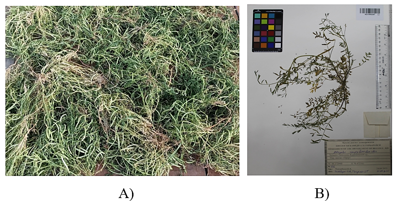 Figure 1. A.campylorrhynchus Fisch. & C.A.Mey. used in the study and its voucher specimen: A — collected plant material; B — voucher specimen (KD000247) deposited in the herbarium collection of Kokand State University