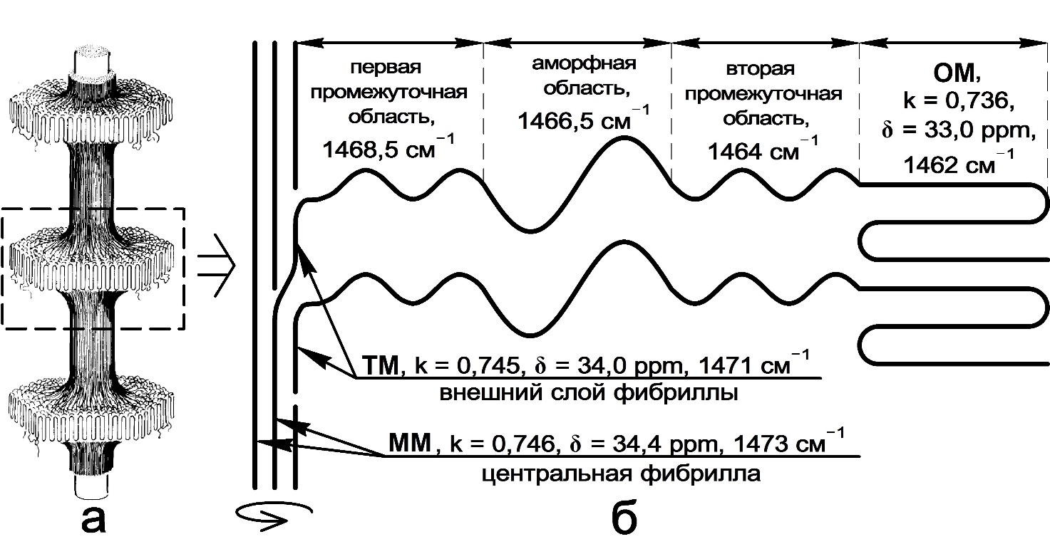 Рисунок 1. Схематичное изображение НМС ПЭ: а) шиш-кебабы б) разрез шиш-кебабов