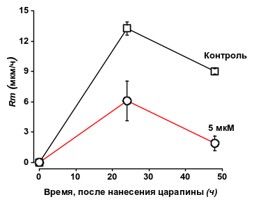 Рисунок 3. Скорость закрытия раневого пространства (Rm) клетками C127 через 24 и 48 ч после нанесения раневого дефекта в контроле и в присутствии DCPIB. Показатель Rm рассчитывался по формуле (2)