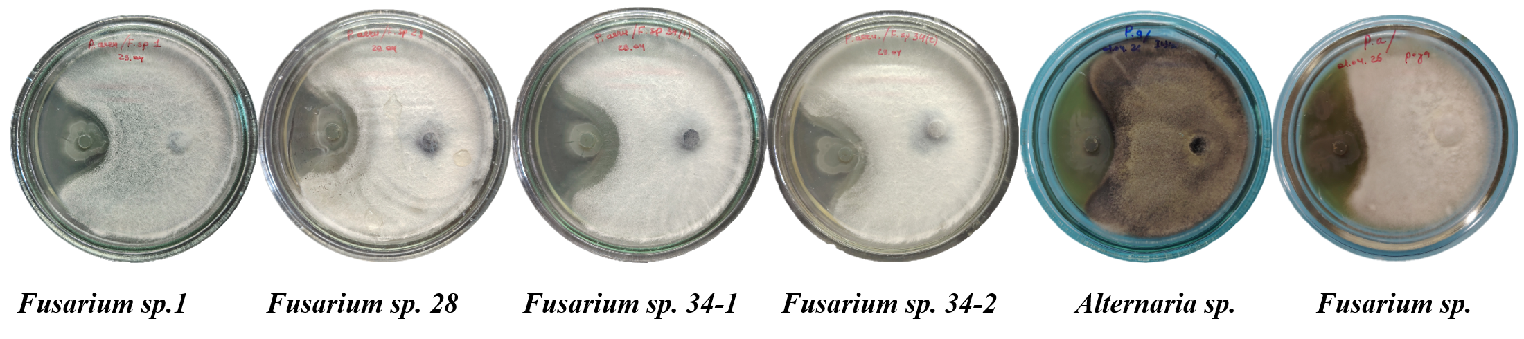 Рисунок 4. Активность штамма Pseudomonas aeruginosa sp. против грибов