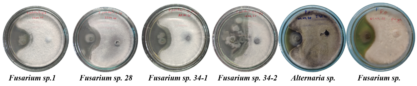 Рисунок 5. Активность штамма Pseudomonas putida против грибов
