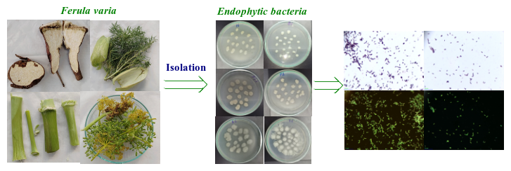 Figure 1. Isolation of Endophytic Microorganisms from F. varia (Schrenk) Trautv