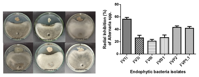 Figure 2. Antifungal Activity of Endophytic Bacterial Isolates Against Alternaria spp