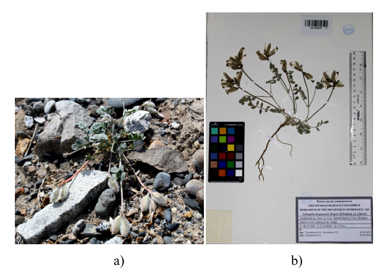 Рисунок 3. Astragalus ferganensis: a - полевой образец, b - гербарный образец