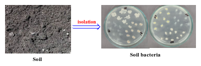 Figure 1. Isolation soil bacteria