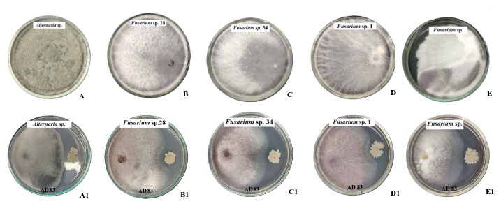 Figure 2. Antagonistic activity of Paenibacillus lautus AD 83 against phytopathogenic fungi