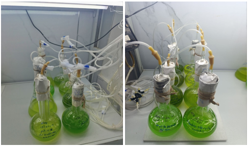 Рисунок 1. Штамм Tetradesmus obliquus Nam-Uz-23, выделенный из термальных минеральных вод Чартакского района Наманганской области Республики Узбекистан