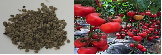 Рисунок 1. Плоды томата (Solanum lycopersicum L.) и семена, использованные в исследовании
