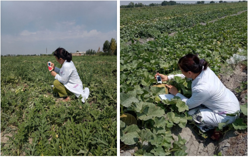 Figure 1. On-site nitrate screening of melon and watermelon samples using a Greentest Eco 3F portable nitrate analyzer