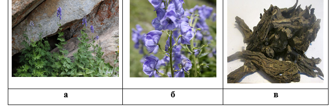 Рисунок 1. Морфологические особенности Aconitum talassicum Popov: а — растение в естественных условиях произрастания; б — надземная часть (соцветие); в — подземная часть (корневища и корни)